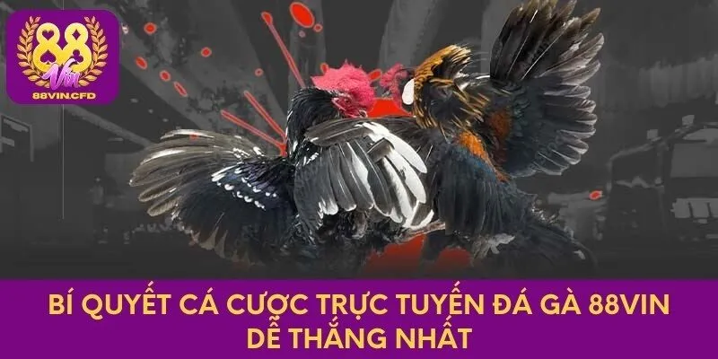 Bí quyết cá cược trực tuyến đá gà 88vin dễ thắng nhất